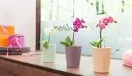 Вазони Mini-Deltini Premium