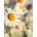 PP-46200 Daisy2 - 12143552