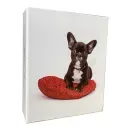 BKM46200 DOG 5 - 12148945