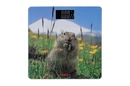 SCB-965MARMOT - 12168523